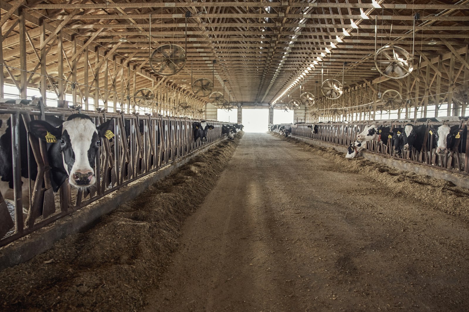 Dairy barn aisle