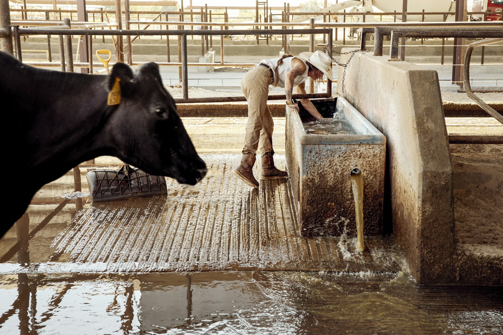 Dairy cow at a feed trough